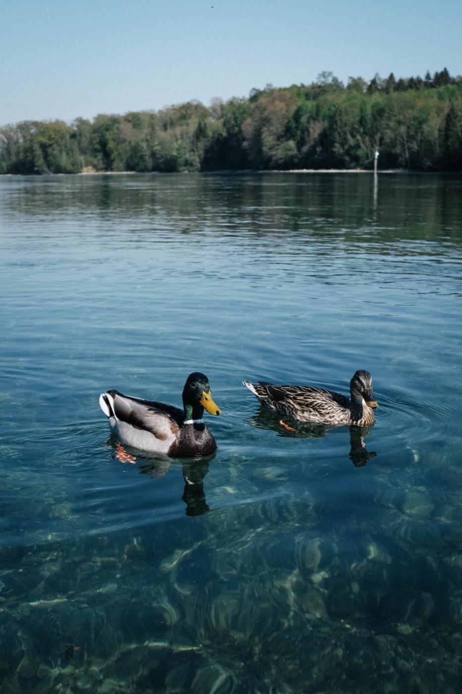 Fahrt auf dem Rhein